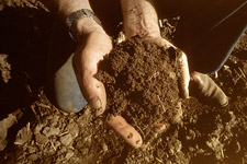 Hands in dirt