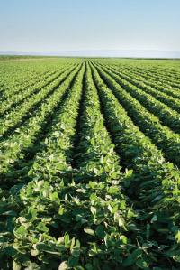 soybean field