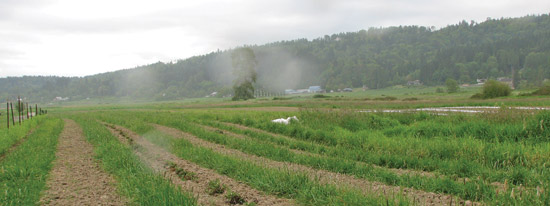 The first crops at Ames Creek Farm