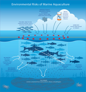 Chart - Environment risks of marine aquaculture