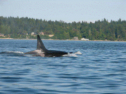 orca