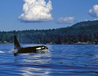 orca