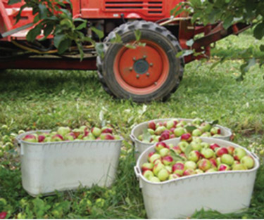 apples in boxes