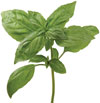 Basil