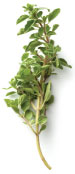 Marjoram