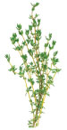 Thyme