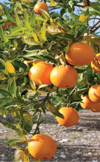 orange tree