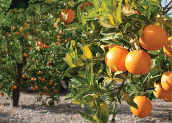 Citrus trees