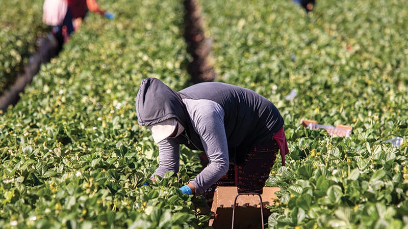 Farmworker in field